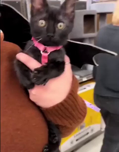 Someone holding a happy black kitten wearing a bat wing costume. The little void fluff keeps looking around while kneading in the air.