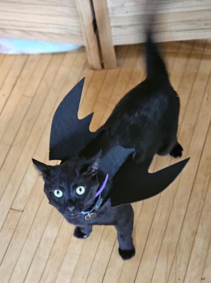 A green eyed black cat wearing black bat wings standing on a honey colored maple floor glares at the camera. A blurred tail suggests an opinion about cats and costumes.