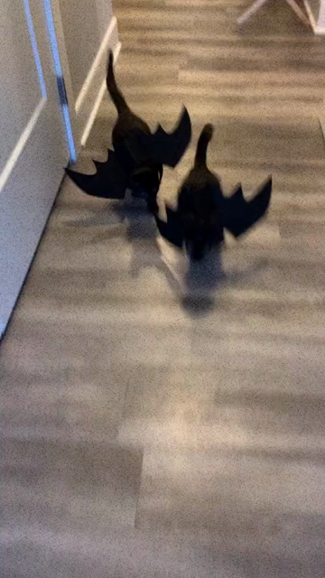 A video of a couple of black cats with wings on them running around to a remix of Spooky Scary Skeletons