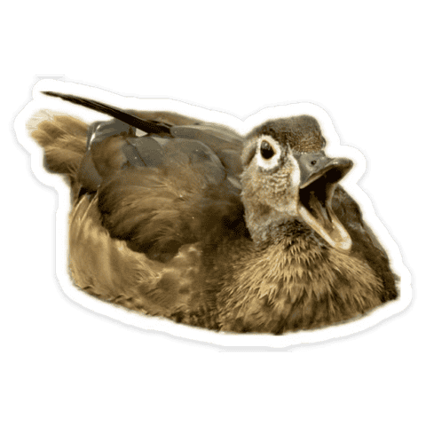 :yellingduck: