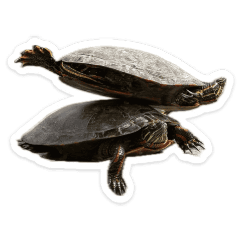 :turtstack:
