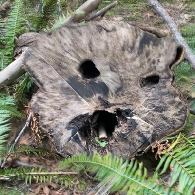 aeisenberg@cosocial.ca