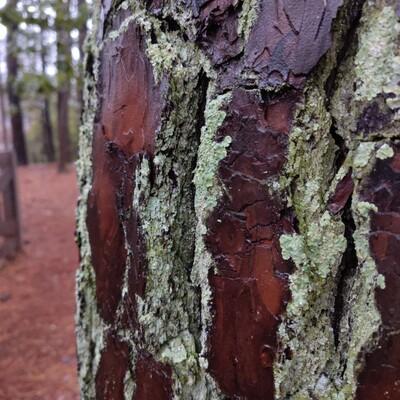 papyrusbrigade@cosocial.ca