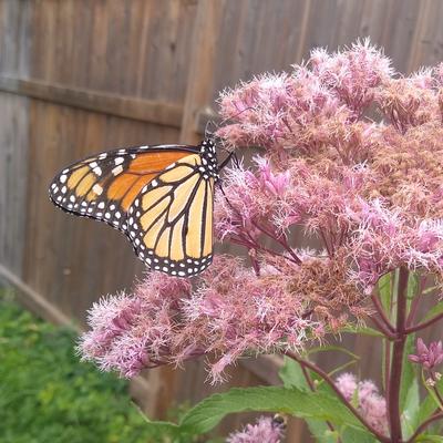 nativeplants