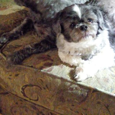 Daisy