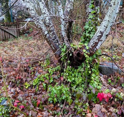 At the base of an old-looking lichen-covered tree, ivy is starting to climb. This is surrounded by miscellaneous leaf-strewn vegetation.