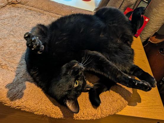 A black cat, on its back, writhing and casting shadows.