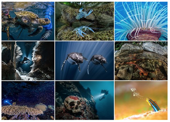 A grid of dramatically colored underwater photos from DPReview.com