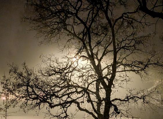 A large bare deciduous tree is lit up from behind by a streetlight, with thick fog making it all rather abstract.  Houses dimly visible in the background.