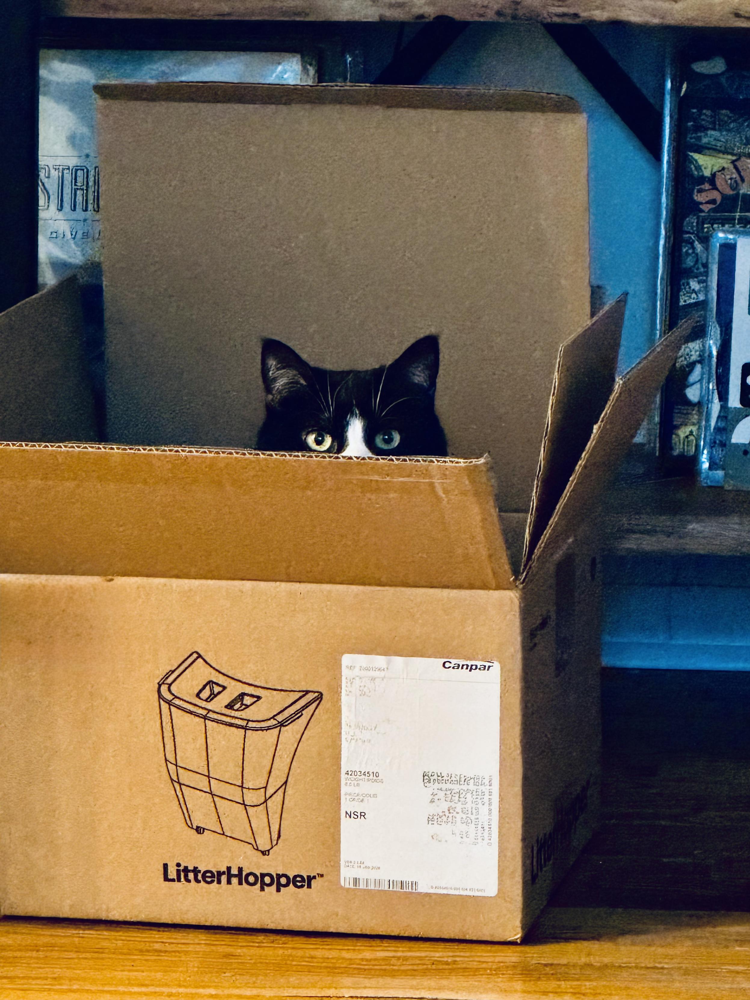 A SUPER CUTE tuxedo cat hiding in a box. You can only see the ears and eyes ❤️