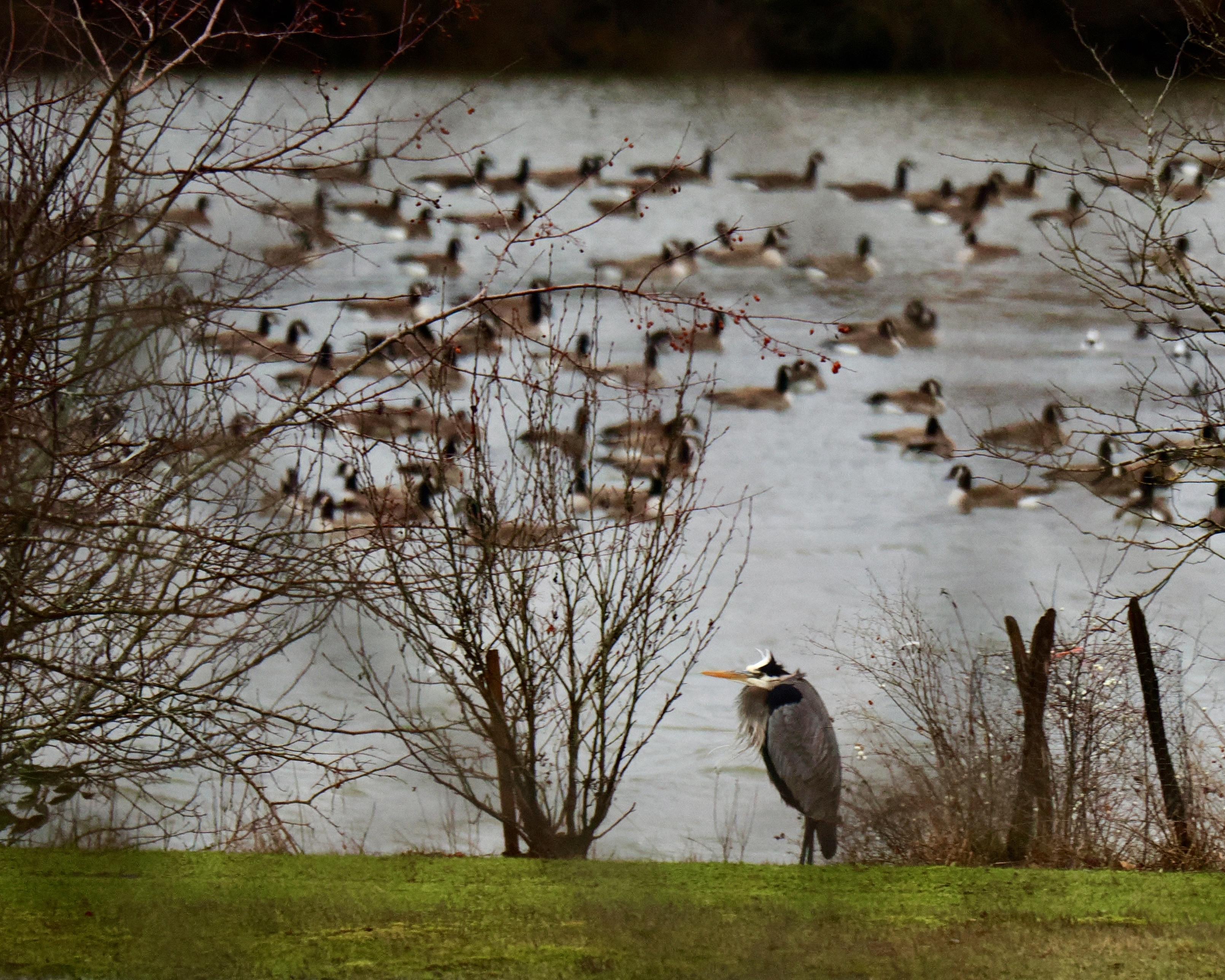 A great blue heron stands at the Grady edge of a printed waterway filled with Canada geese sheltering from the wind and what not.