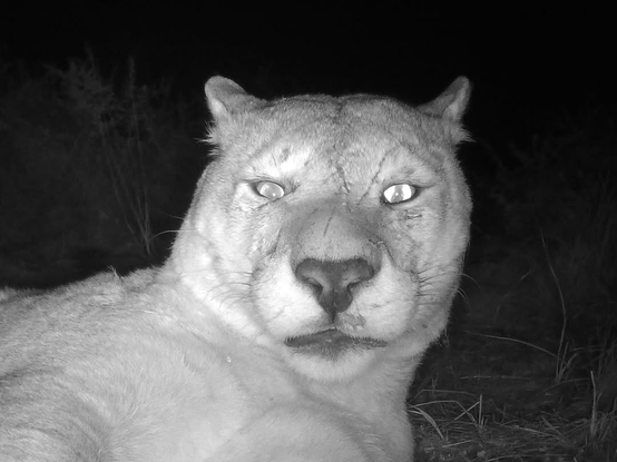Monochrome photo of surprised mountain lion which has not had its morning coffee.