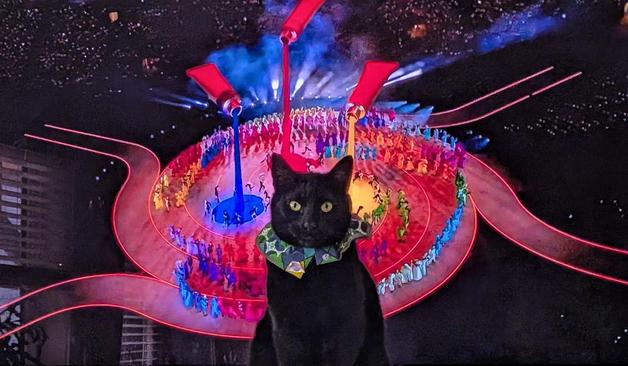 A black cat turns its back to a TV featuring the Olympic opening ceremony.