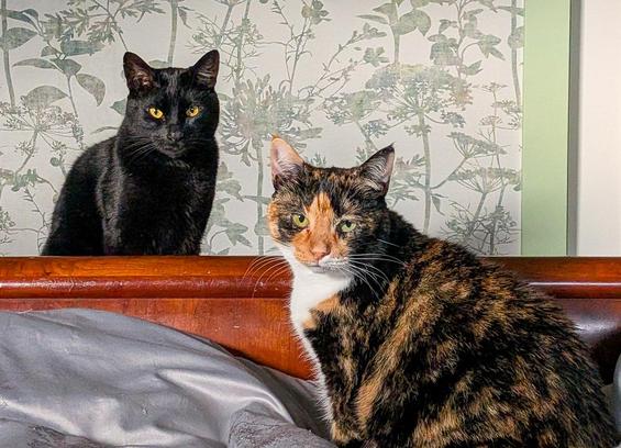 The occupants of a bed are getting a steely stare from two cats at the foot of the bed; one black, one calico.