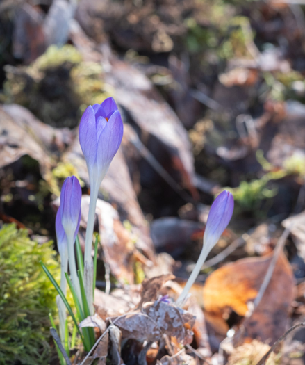 Slender not-fully-open crocus blossoms rising out of moss and leaf mould.
