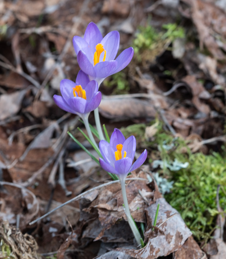 Early crocuses, now open for business. 
