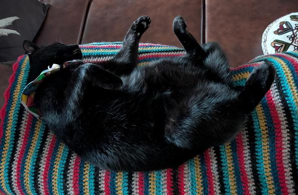 A black cat is sound asleep on its back exposing a luxurious black and silky tummy.