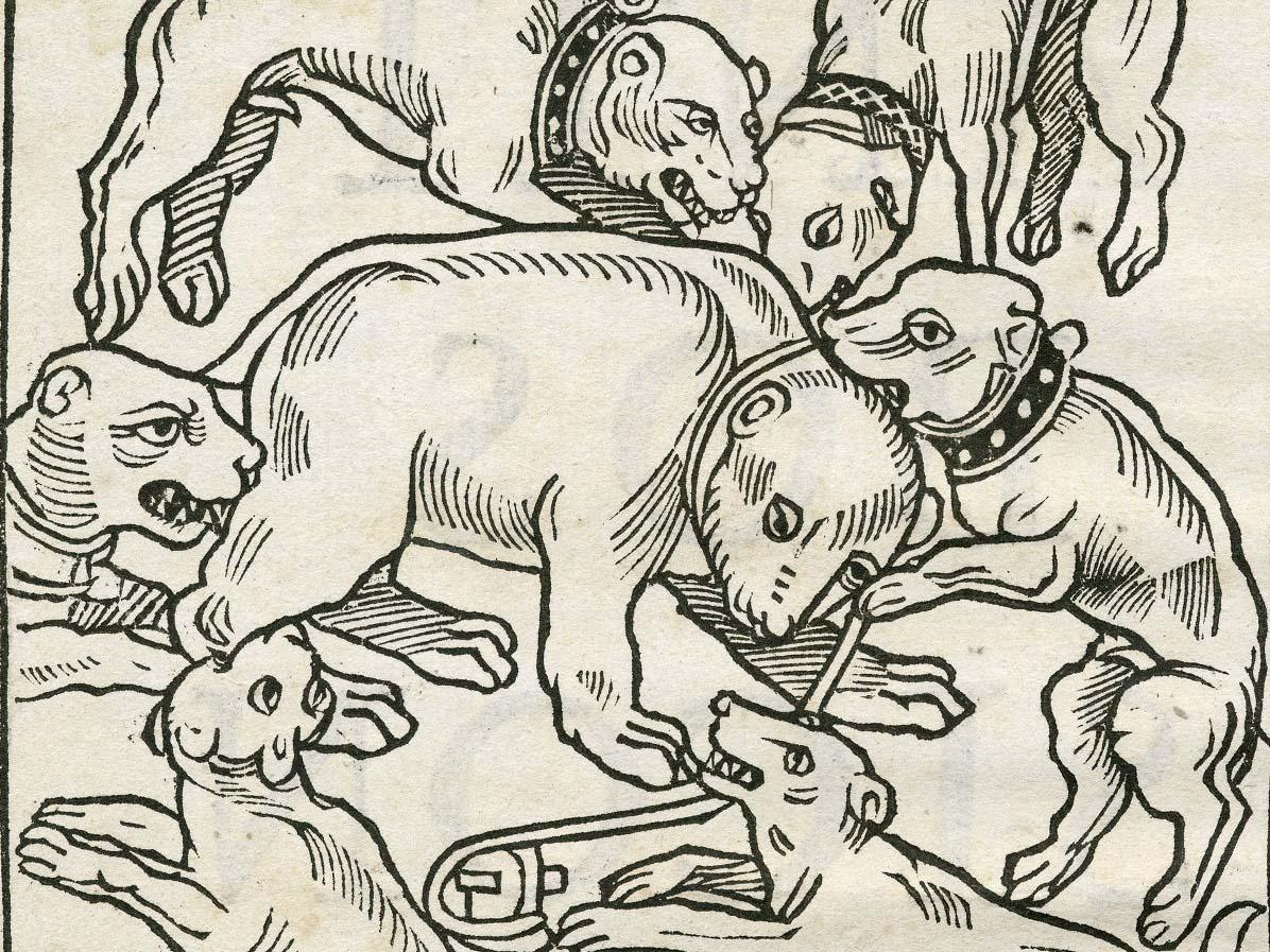 A woodcut of a bear baiting, where dogs attack a bear and kill it for sport. 