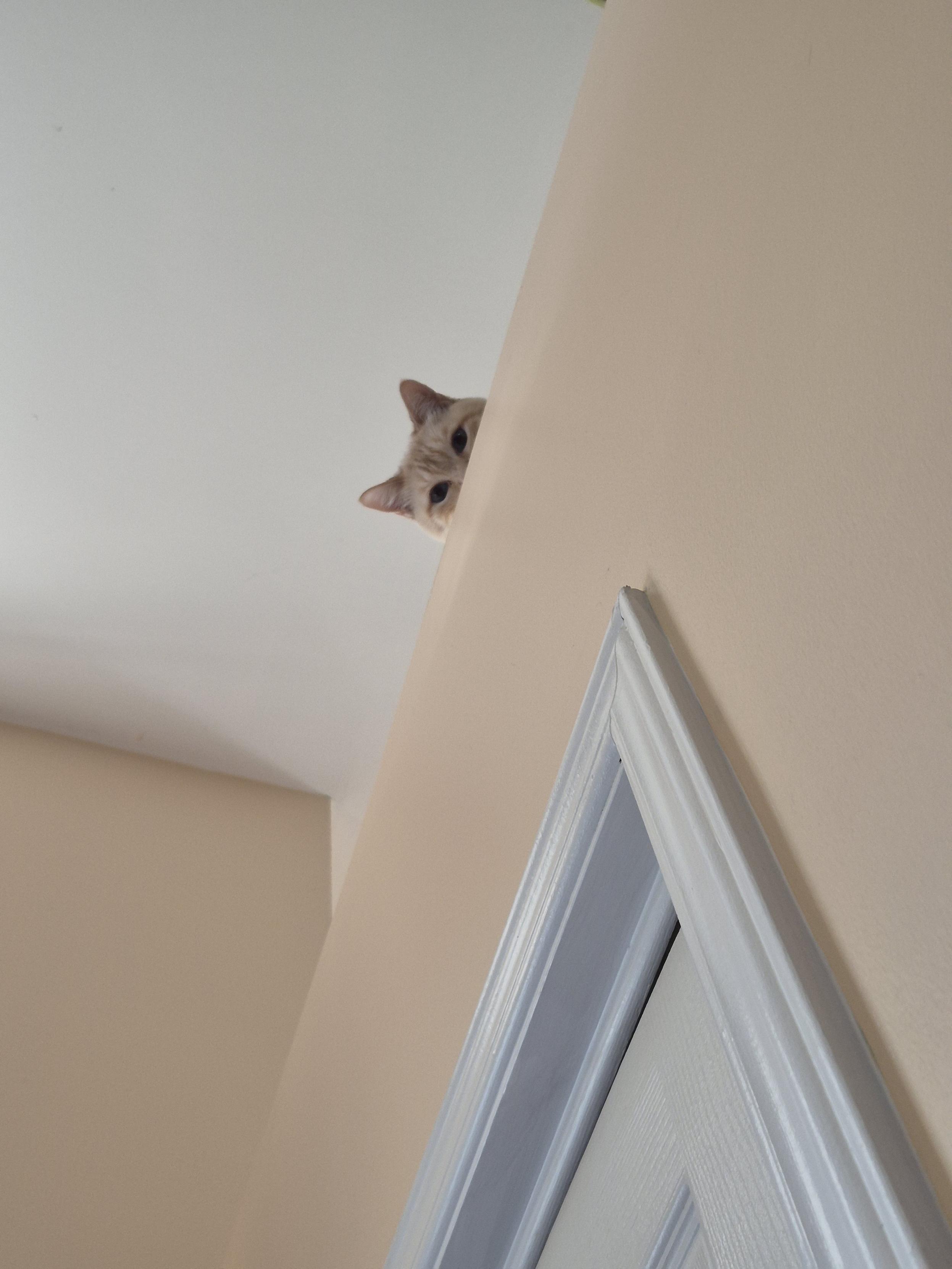 Showing looking up at a partial wall with a corner of a door frame and a white cieling. There is the top 2/3rds of a cats head peering over and down at me. The cat is cream coloured.