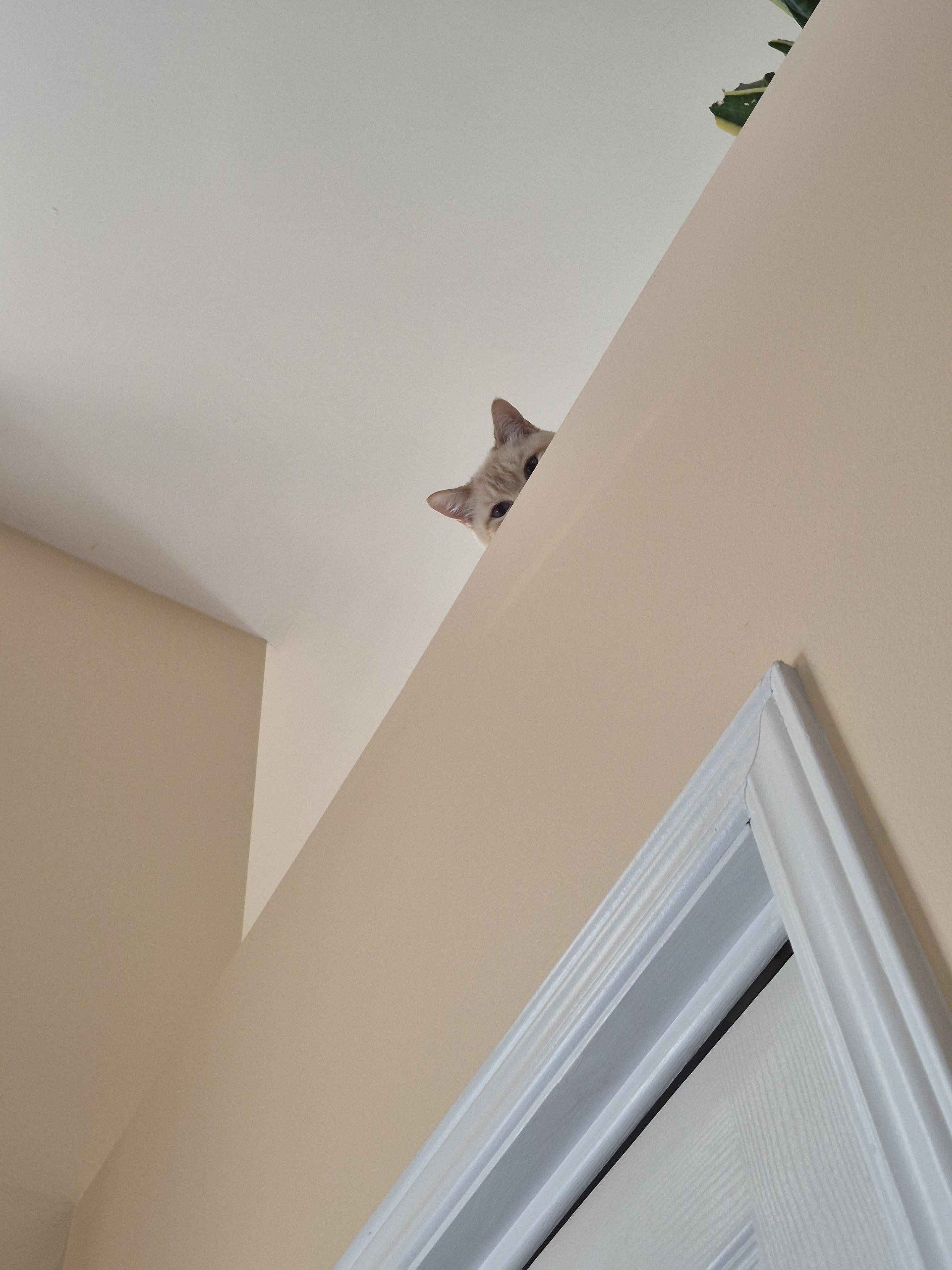 Showing a cream coloured half wall with the corner of the door frame, white, with a white cieling looking up. There is a head of a cream coloured cat peering over and down at me sitting below.