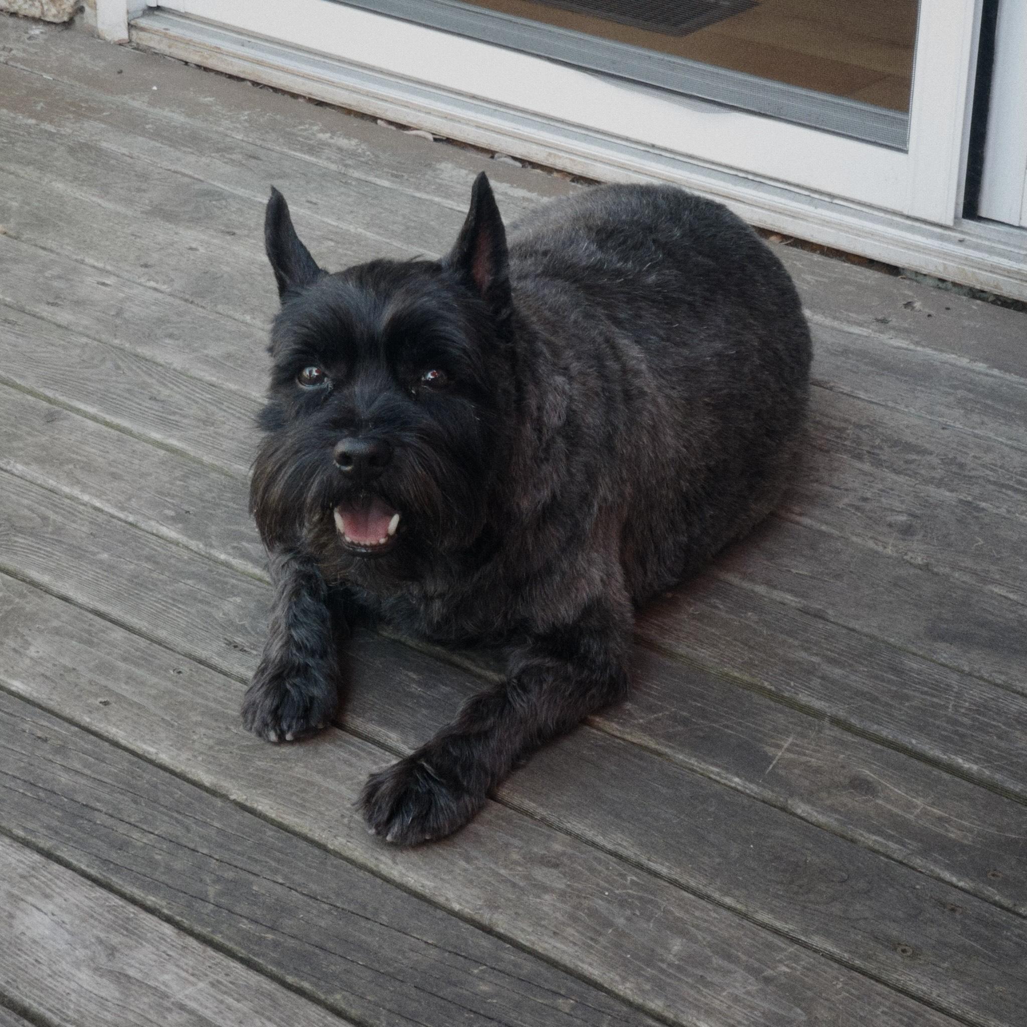 A terrier looking enthusiastically directly at the camera with his mouth open and ears perked up.