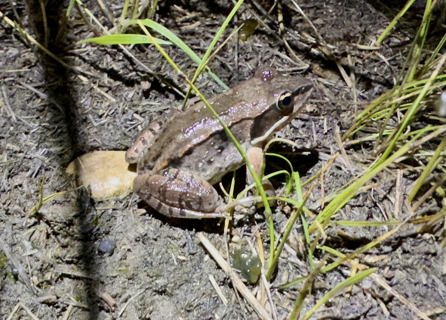 Small brown frog with stripes on rear legs, hunched in grass.