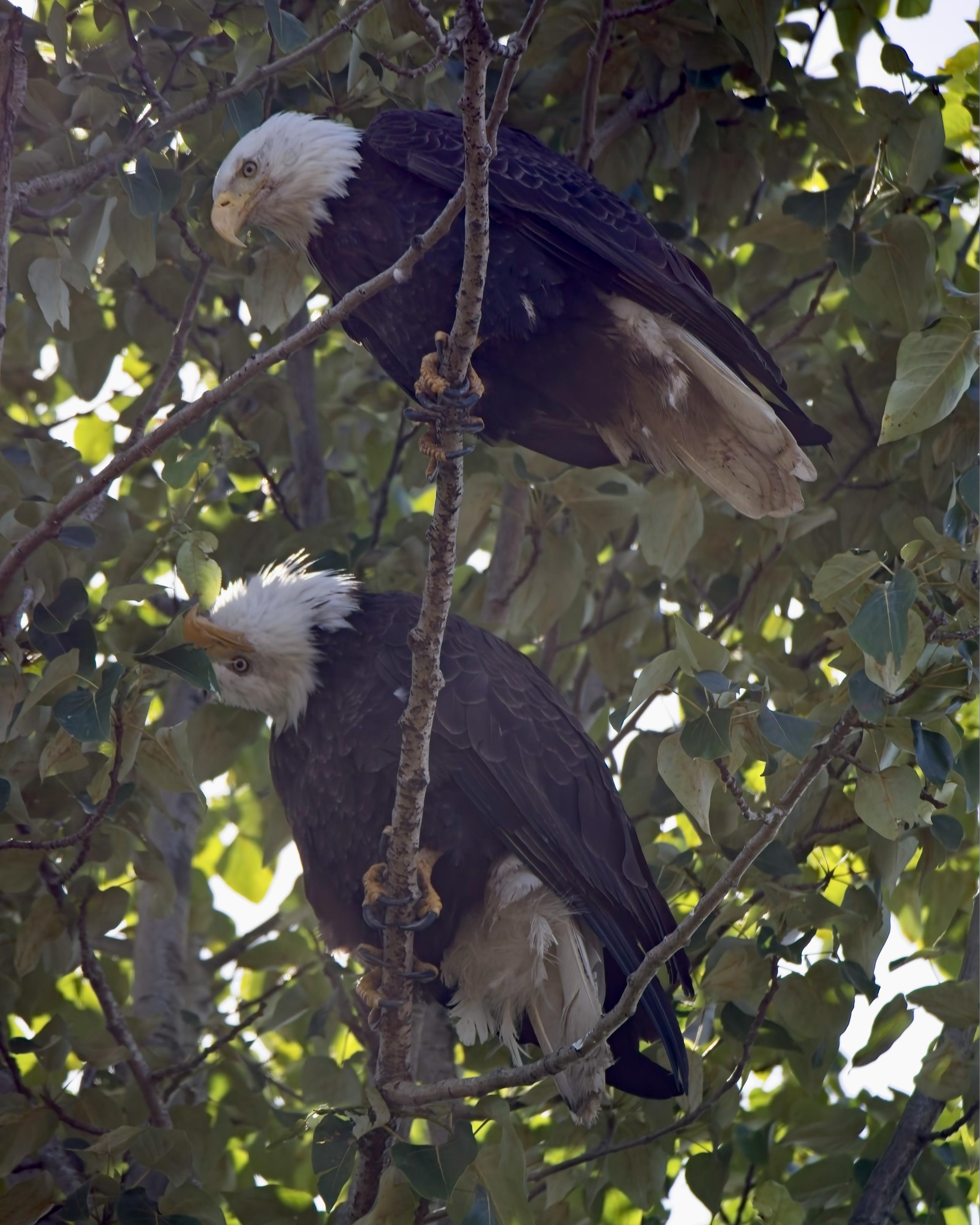 Two mature Bald Eagles perched in a tree, one nearly on top of the other. The lower one has craned/twisted its neck so far its head is upside down. Like omg I can’t even with this right now Karen.