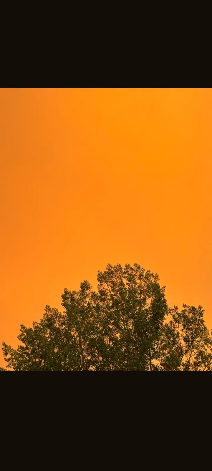 A photo of the sky in Thunder Bay Ontario showing a small amount of tree top at the bottom. The sky is a bright yellow-orange.