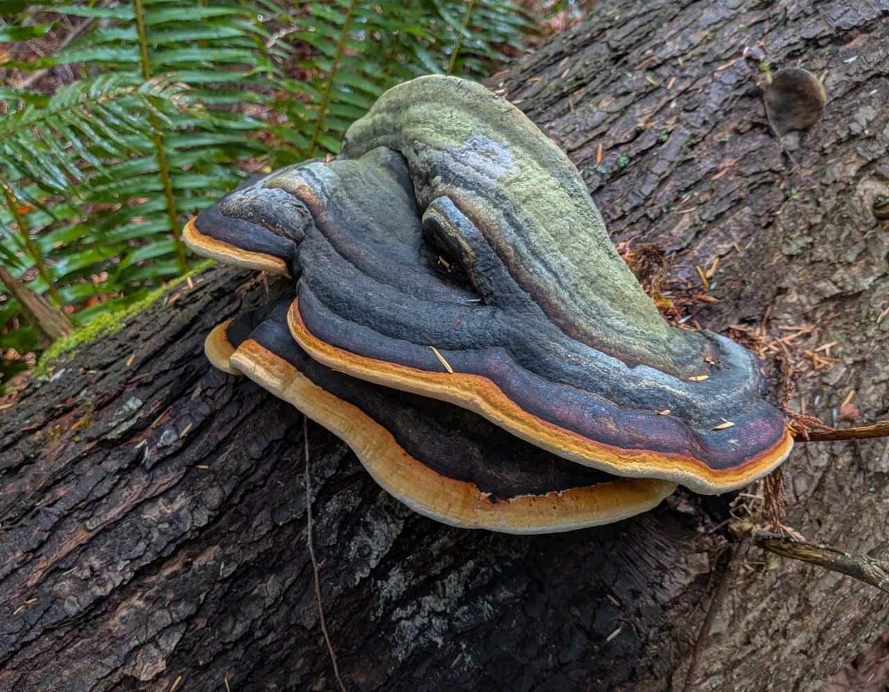 A fungus on the side of a fallen tree trunk is visually striking, colors including black, orange, and green. Its shape is suggestive of a beast's head and ambiguous if the beast is facing left or right.
