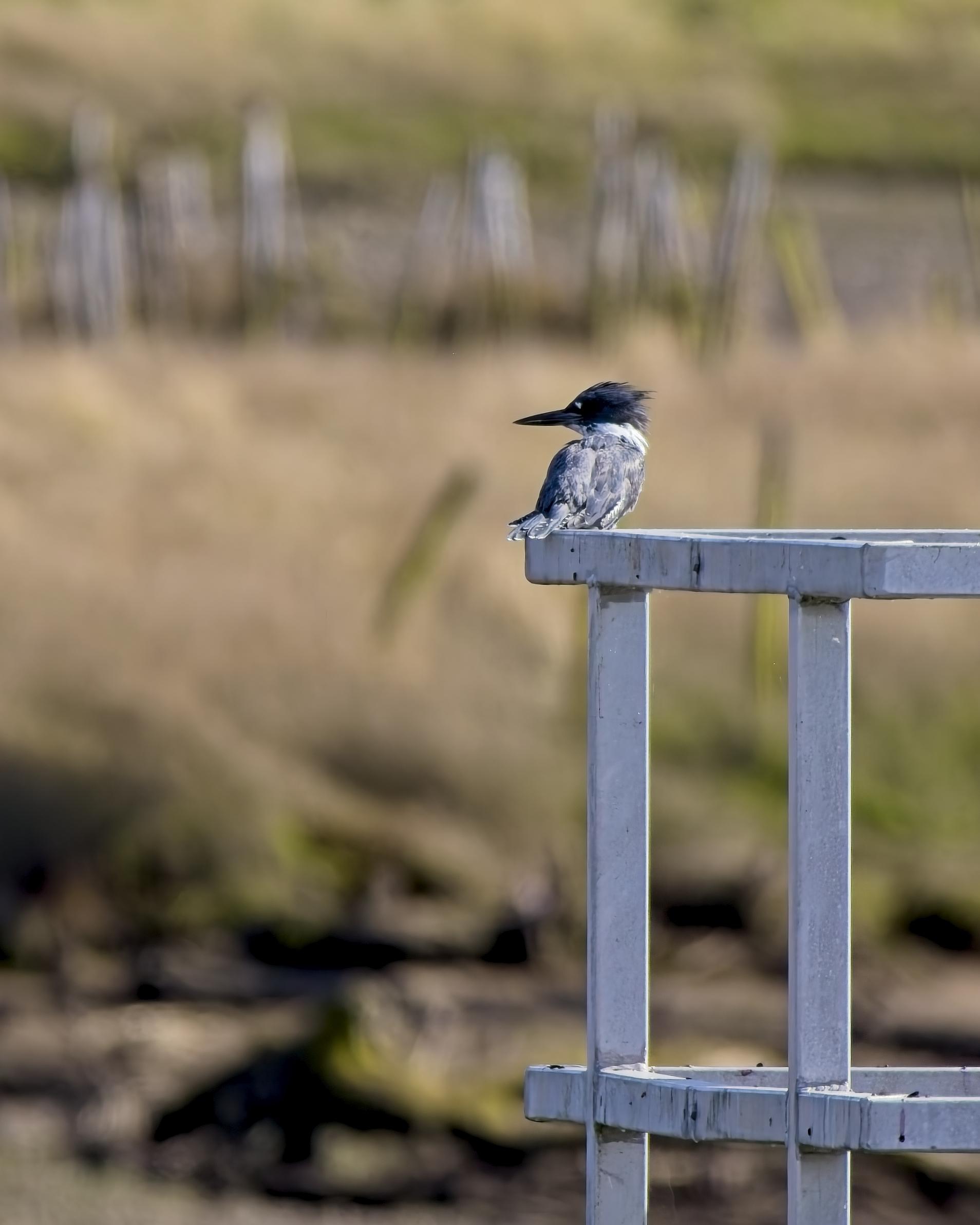 A Kingfisher perches on a metal railing backgrounded by the drab browns and "greens" of the estuary in a dry summer