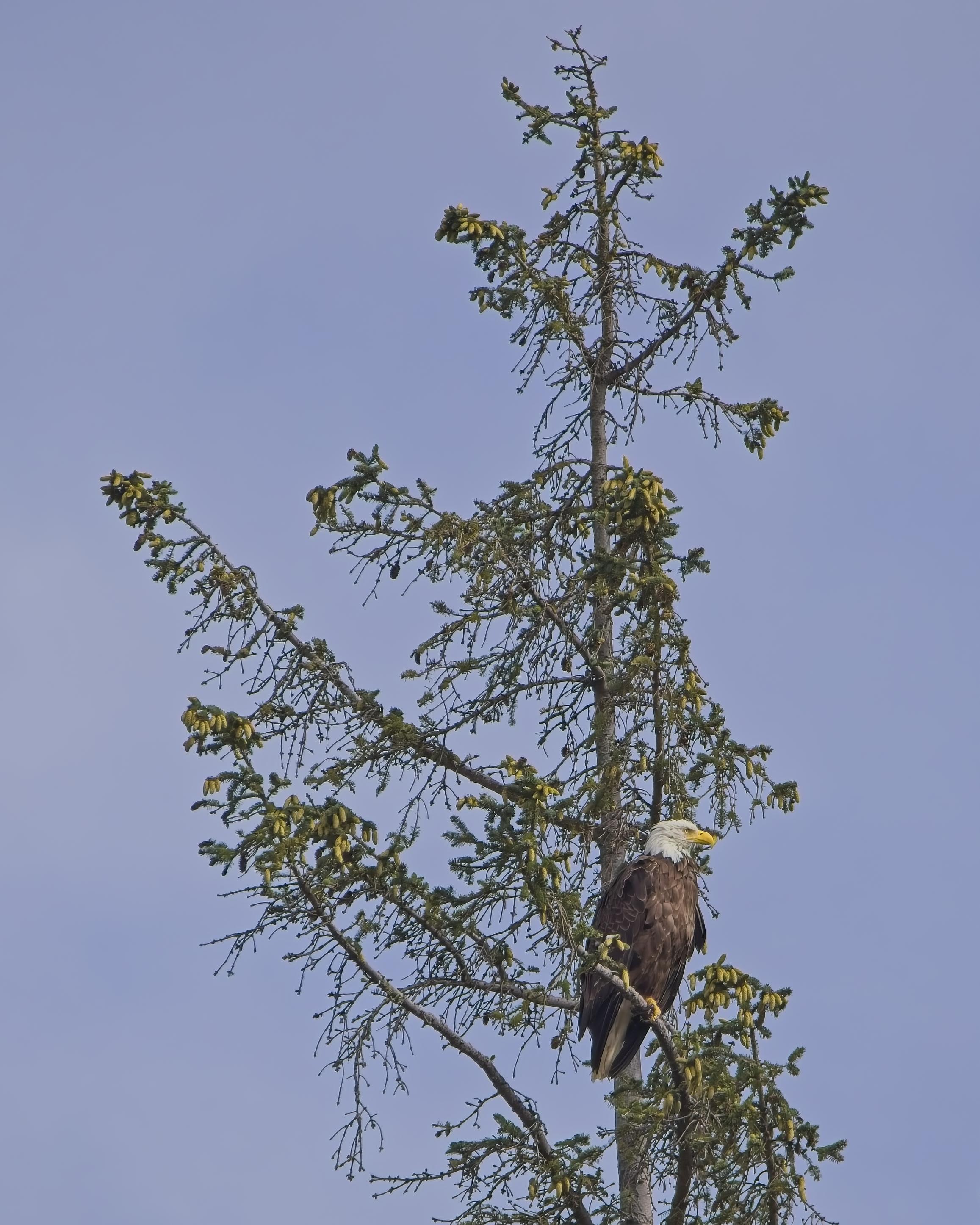 A mature Bald Eagle looks out over the valley from a perch high in a fir tree