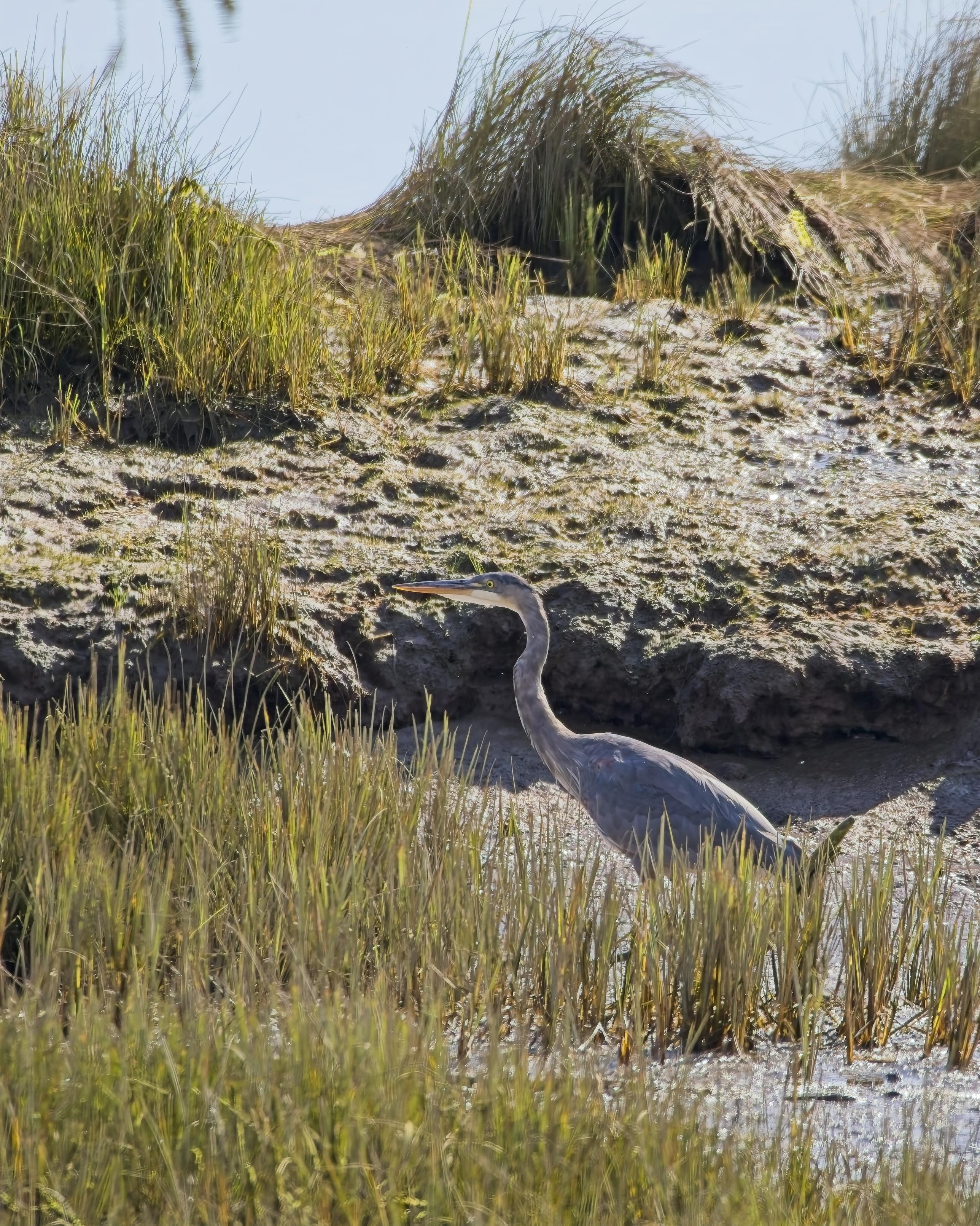 A Great Blue Heron stalks the muddy estuary bed at low tide, well under the usual water line
