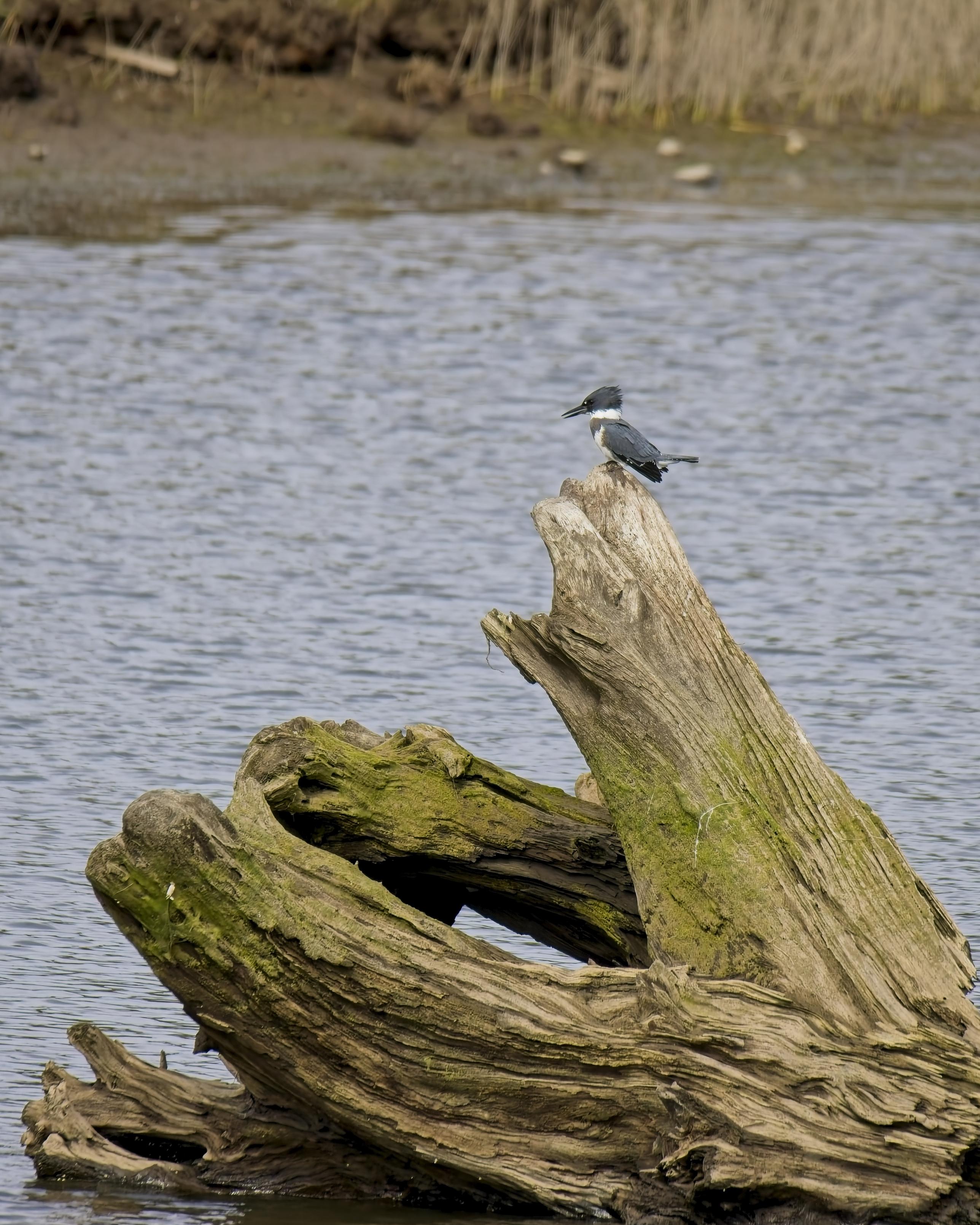 A Kingfisher poses on a large piece of (long since immobilized) drift wood