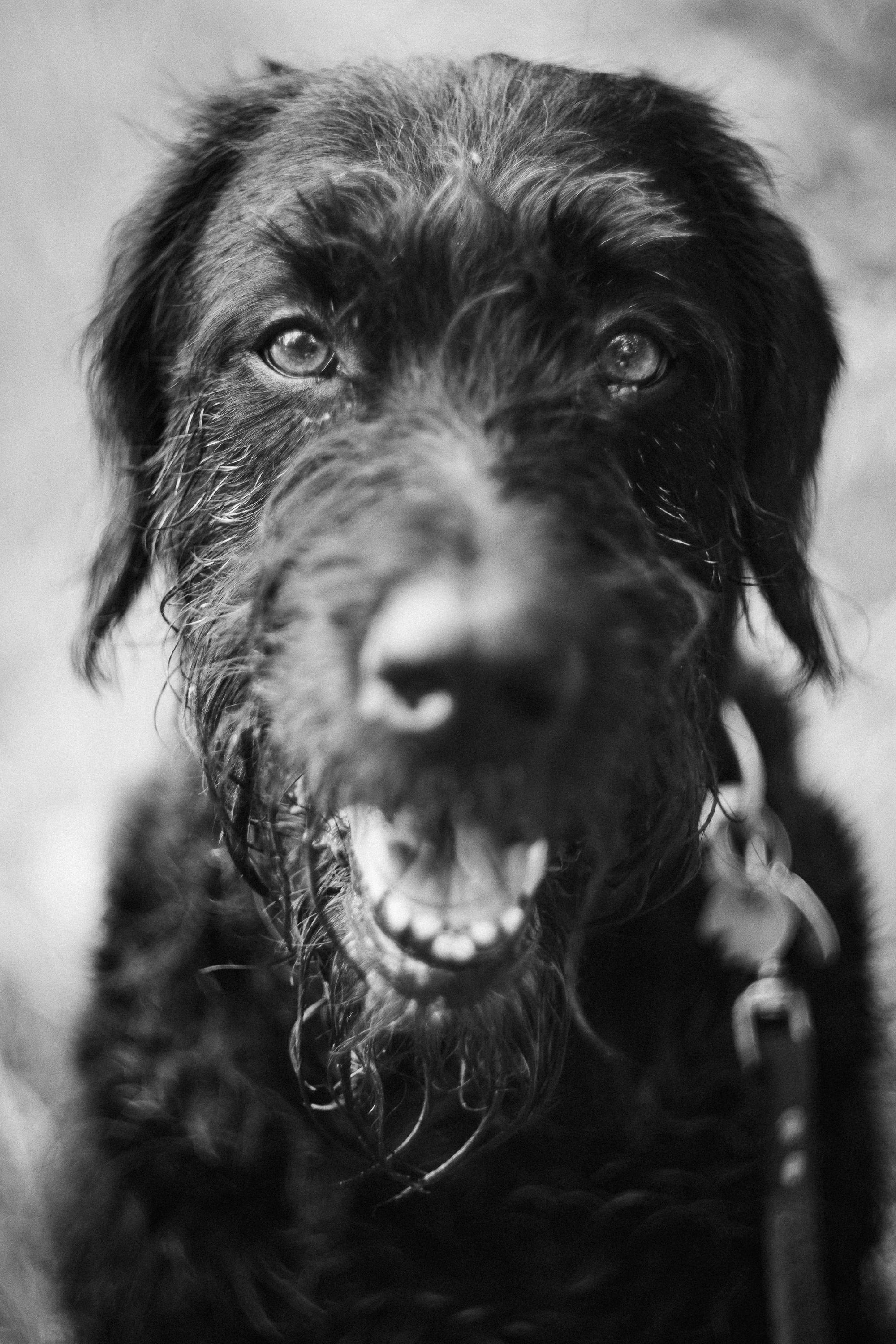 Close-up portrait of a wet black labradoodle facing the camera, mouth open, eyes alert. A leash is visible at the neck. The background is softly blurred.