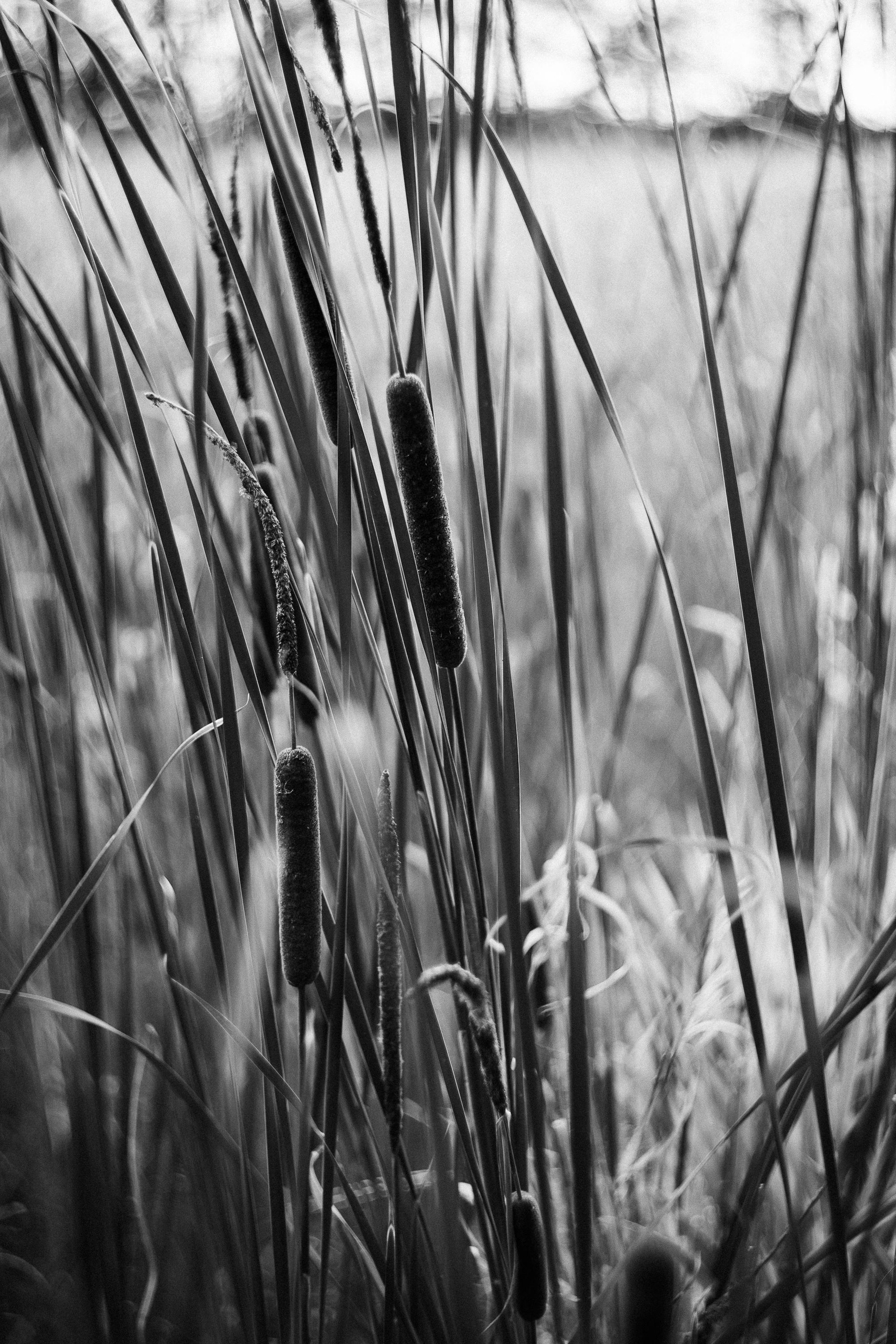 Close-up of cattails and marsh reeds in soft light, with a blurred wetland background. Several cattail seed heads are visible among the tall grass stalks.