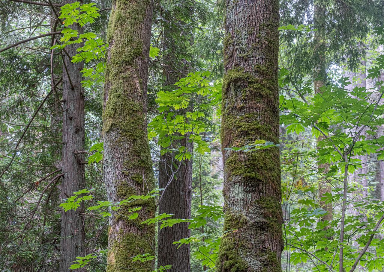 Looking up in a rainforest but not at the treetops; two most-coated deciduous-tree trunks, conifers in the background with a hint of sunlight.