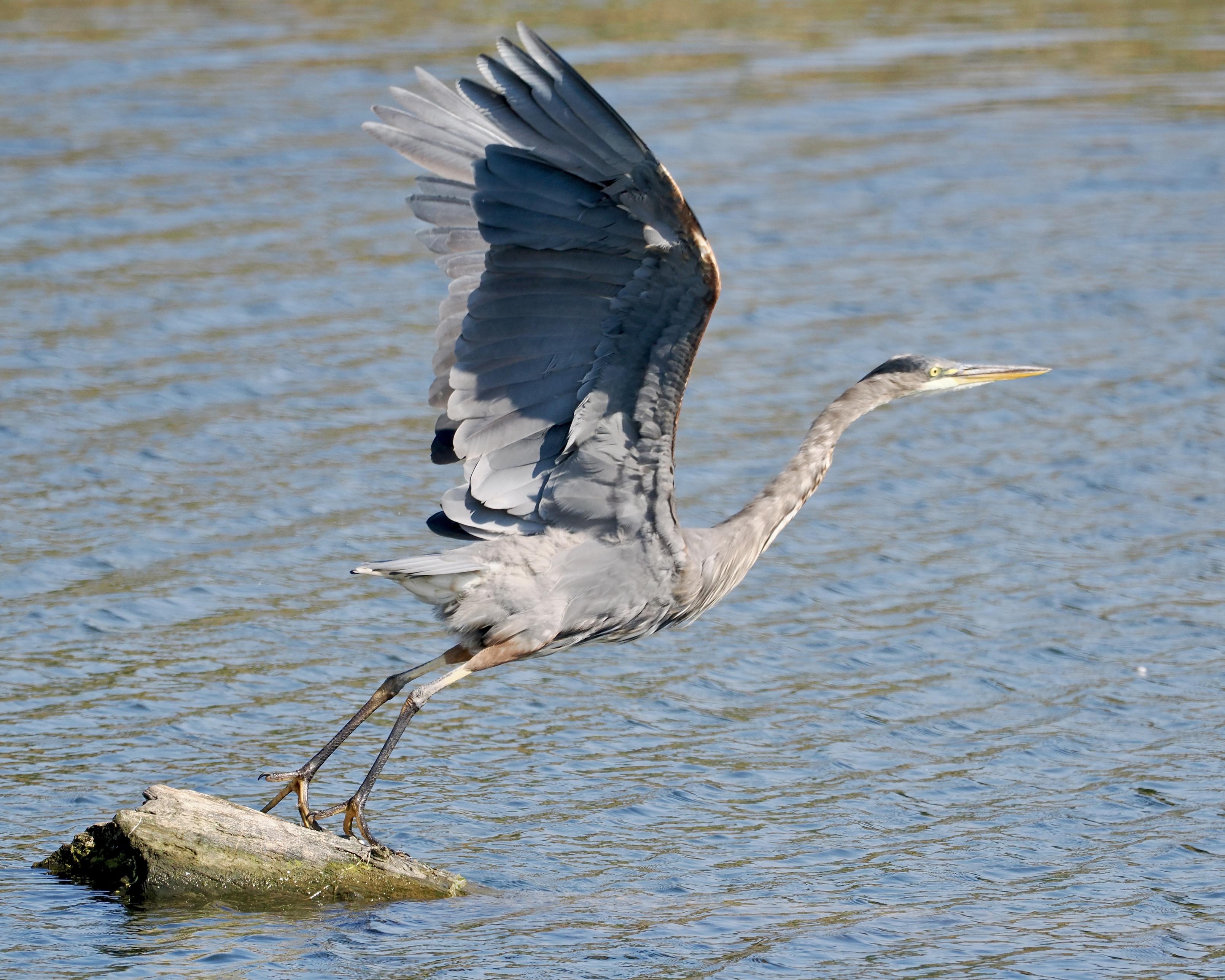 A Great Blue Heron leaps wings spread from the driftwood in the pond it had been perching on and takes flight