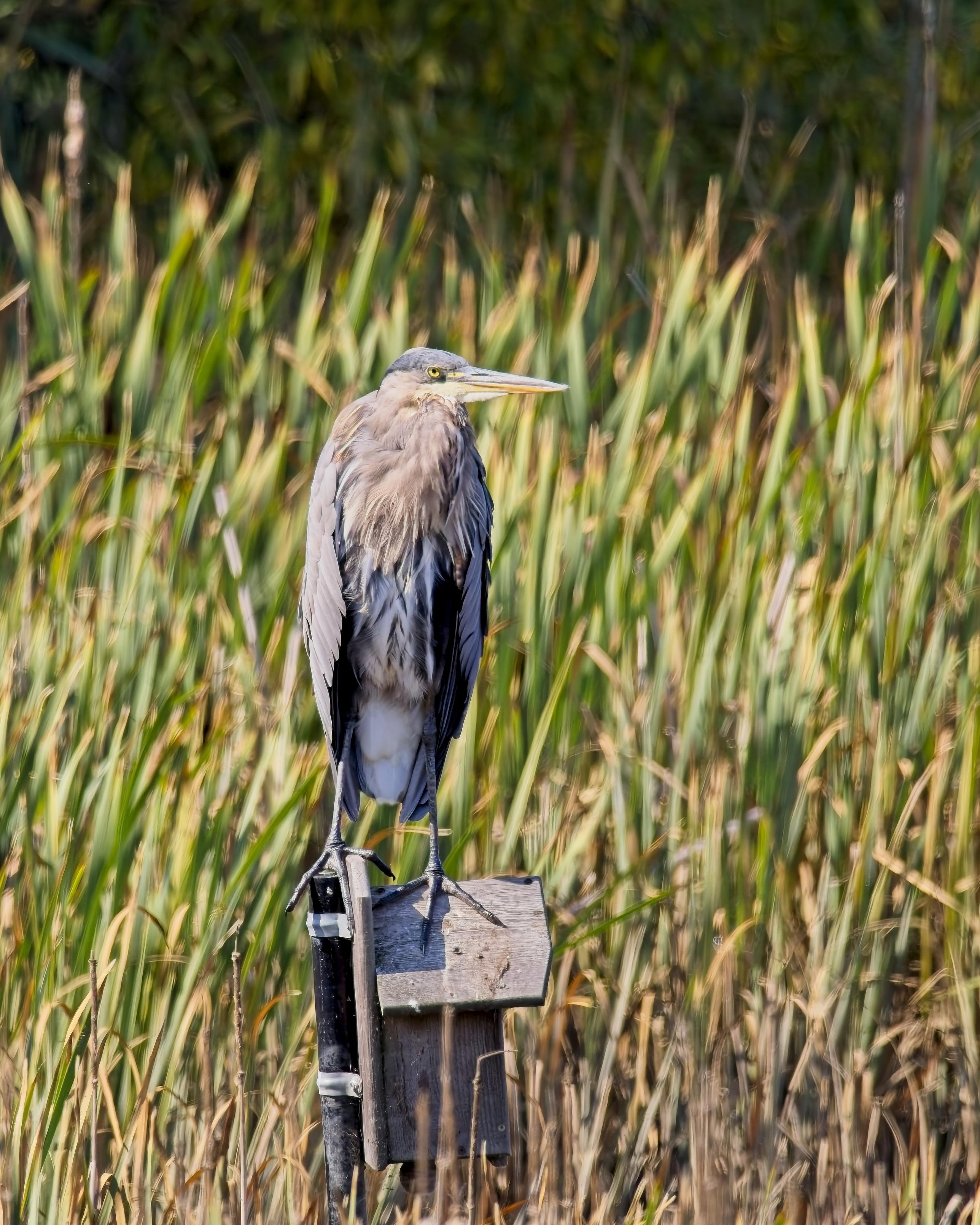 What is this? A birdhouse for ants? Another heron stands, very unhappy looking heron a birdhouse built for purple martens (a threatened swallow species) built in the rushes
