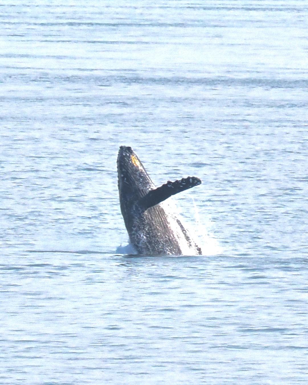 A humpback whale, one of a pair, jumping from the water to land in its back, as seen from the ferry so we are, by law, at least 1000m back. This ends up being a pretty tight crop