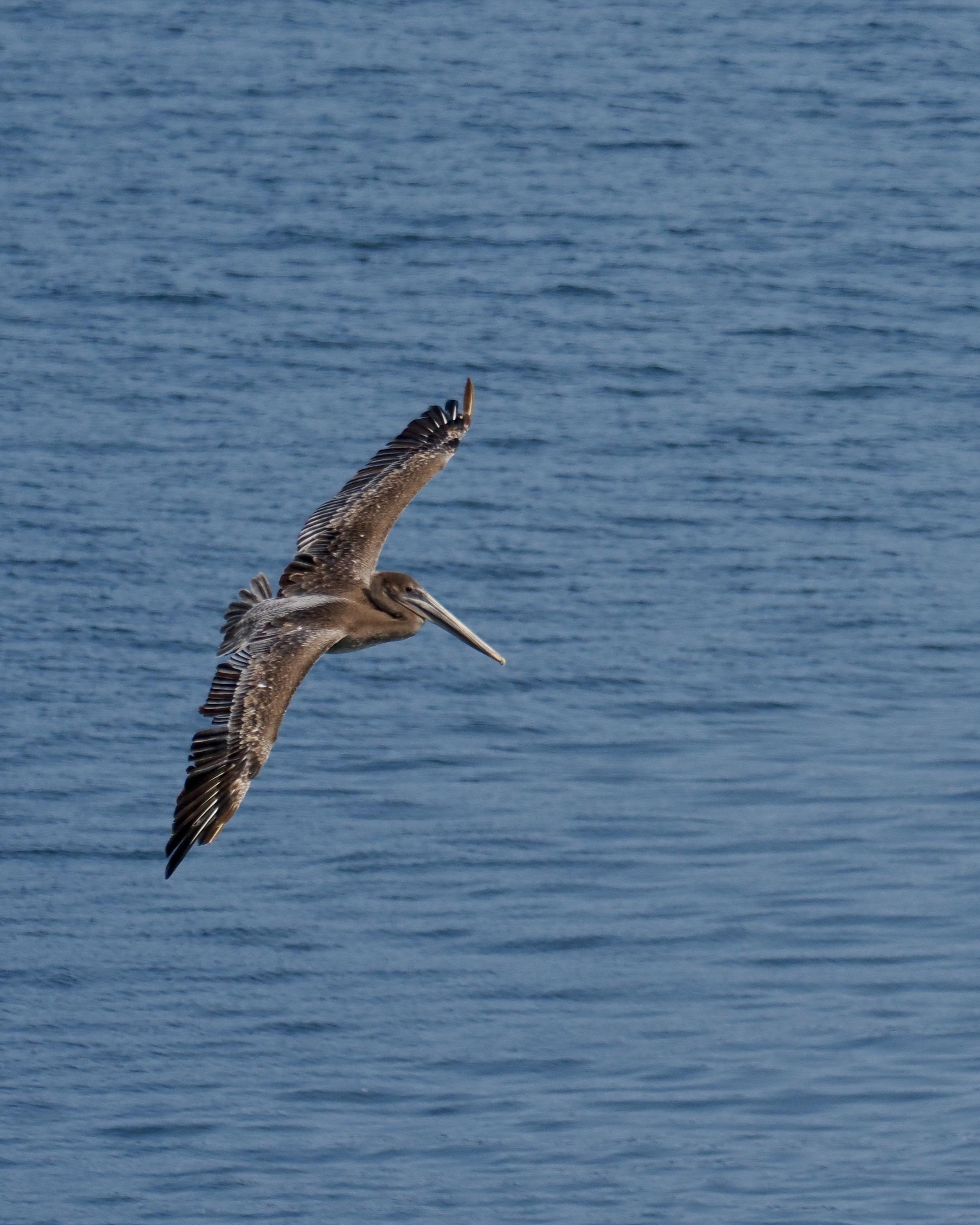 A Brown Pelican made an appearance as the ferry prepared to leave dock