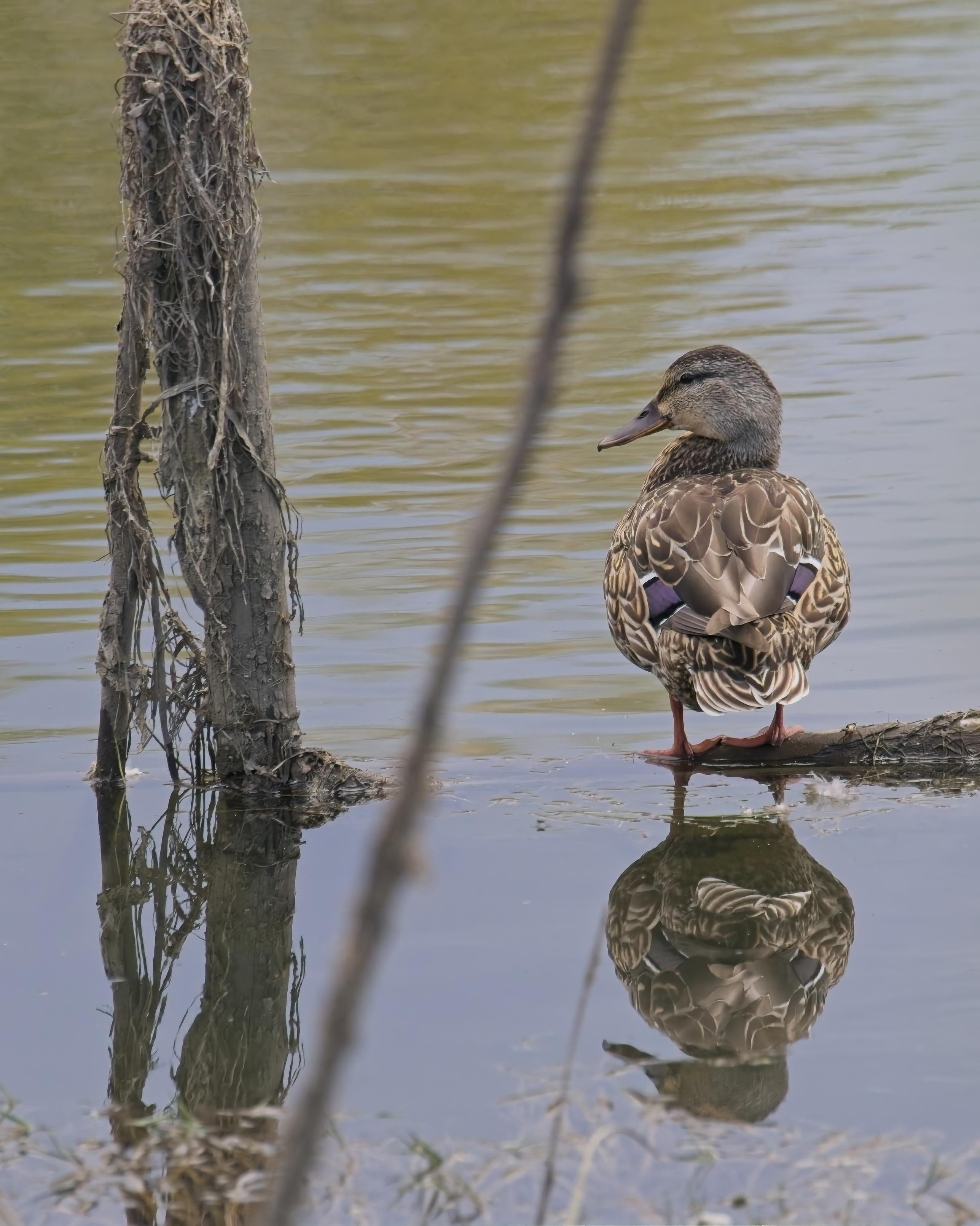 Do these feathers fit? A Mallard stands on a submerged log, reflected in the calm water