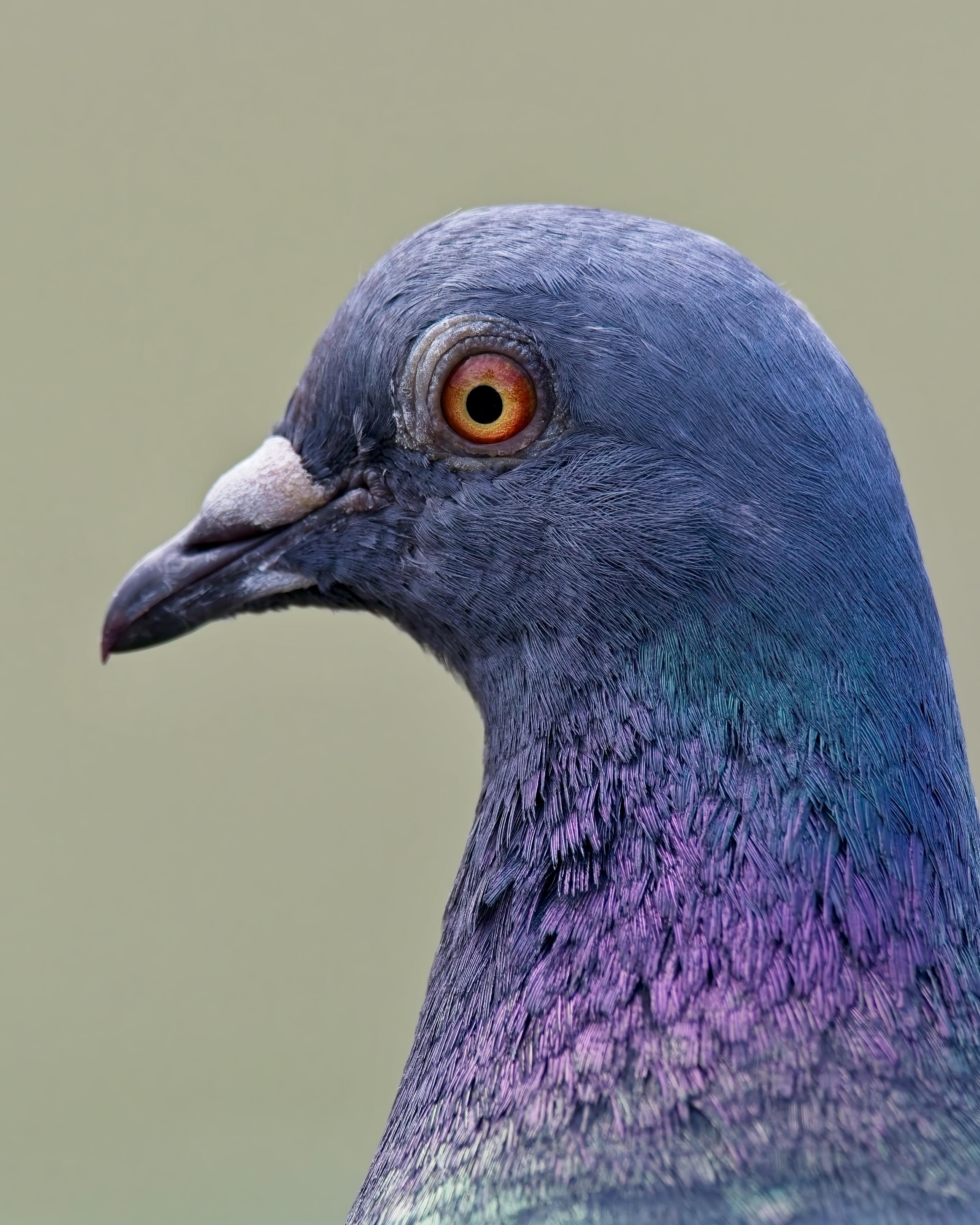 That’s what they want you to think.  Portrait of a pigeon looking somewhat quizzical and befuddled