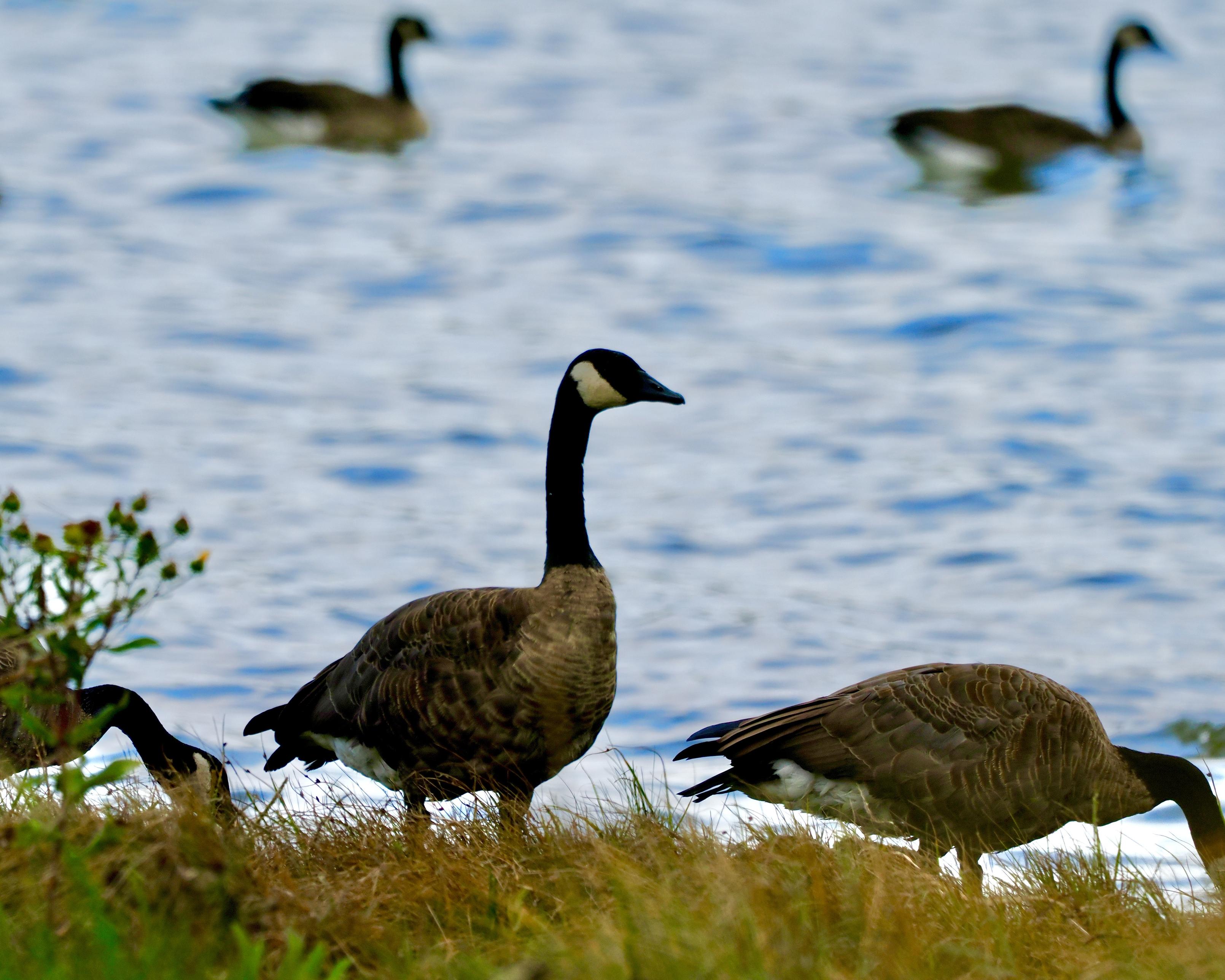Stand on guard for the. An adult Canada Goose stands at the water’s edge, on watch for the flock