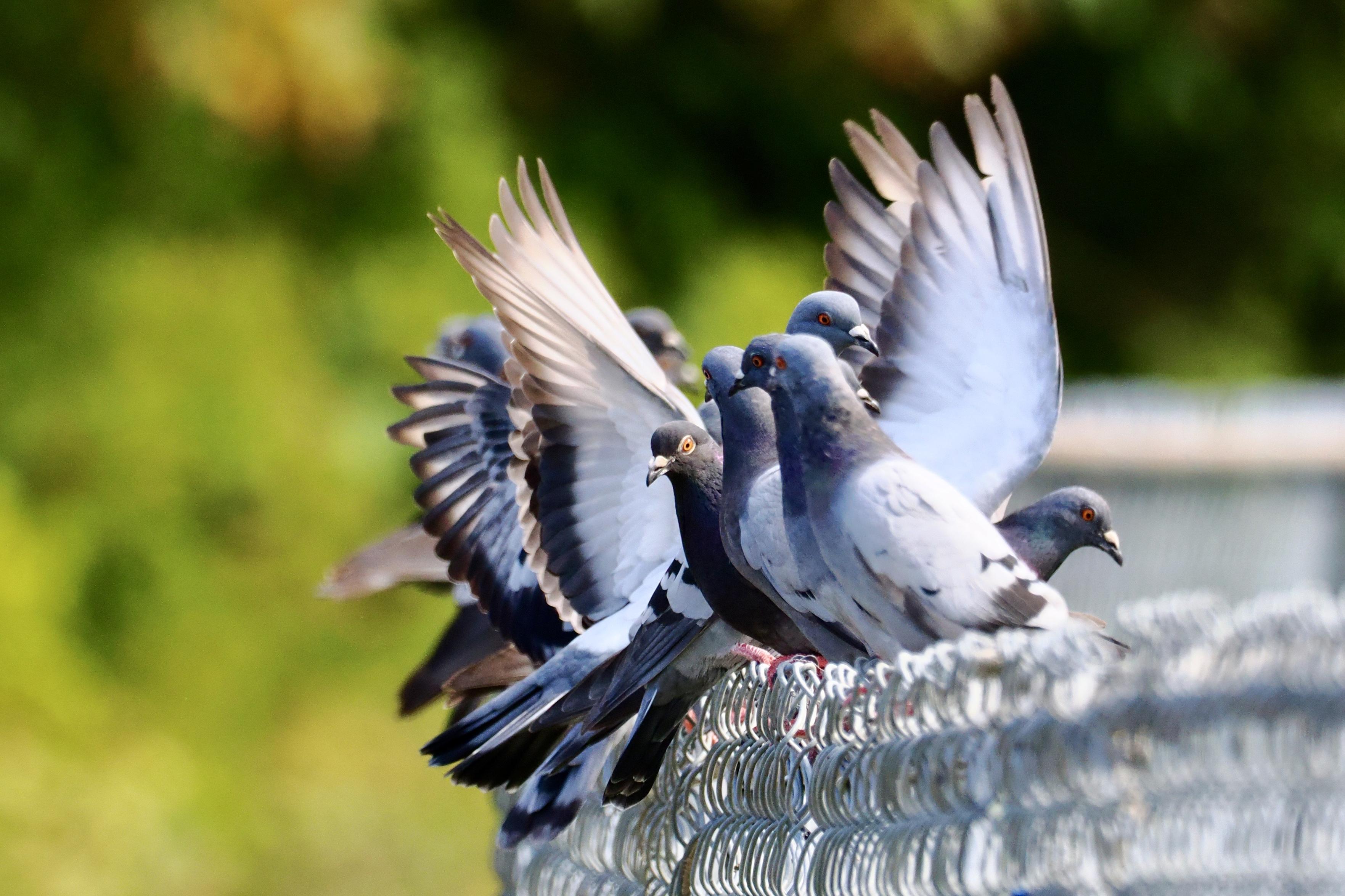 Flocking perching room only here mate. More than a dozen pigeons perched atop a chain link fence