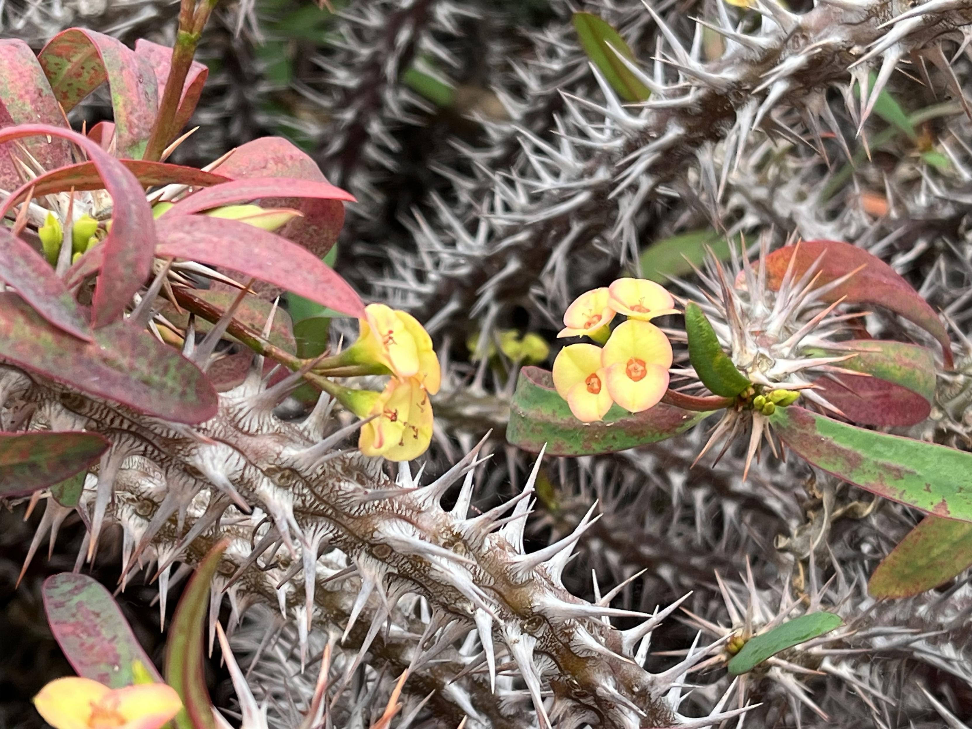 Close-up of a thorny succulent plant with reddish-green leaves and clusters of small yellow flowers. The plant features prominent, sharp thorns and varied leaf coloration.