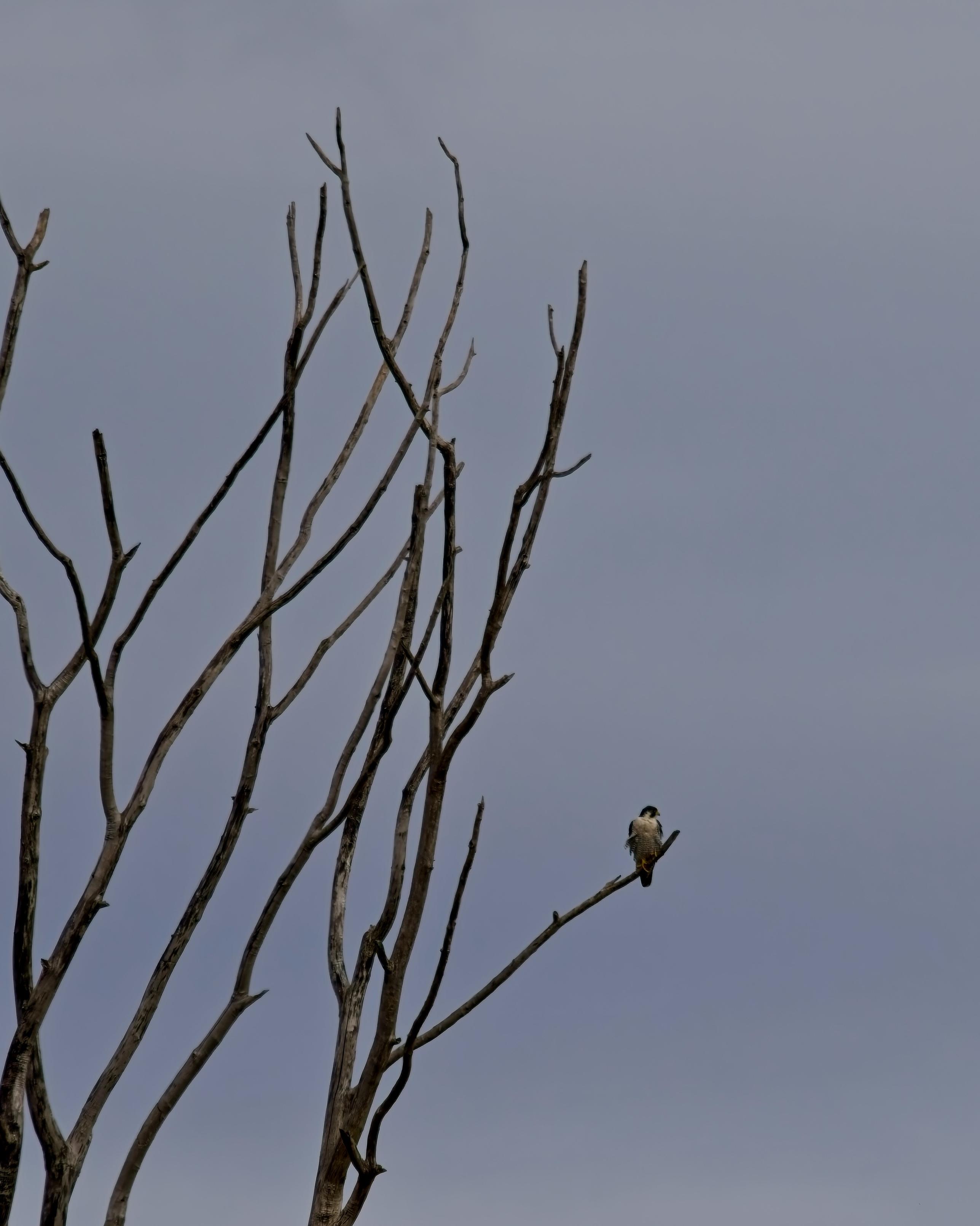 A Coopers Hawk perched on a bare tree across the river. So bleak looking it could be February