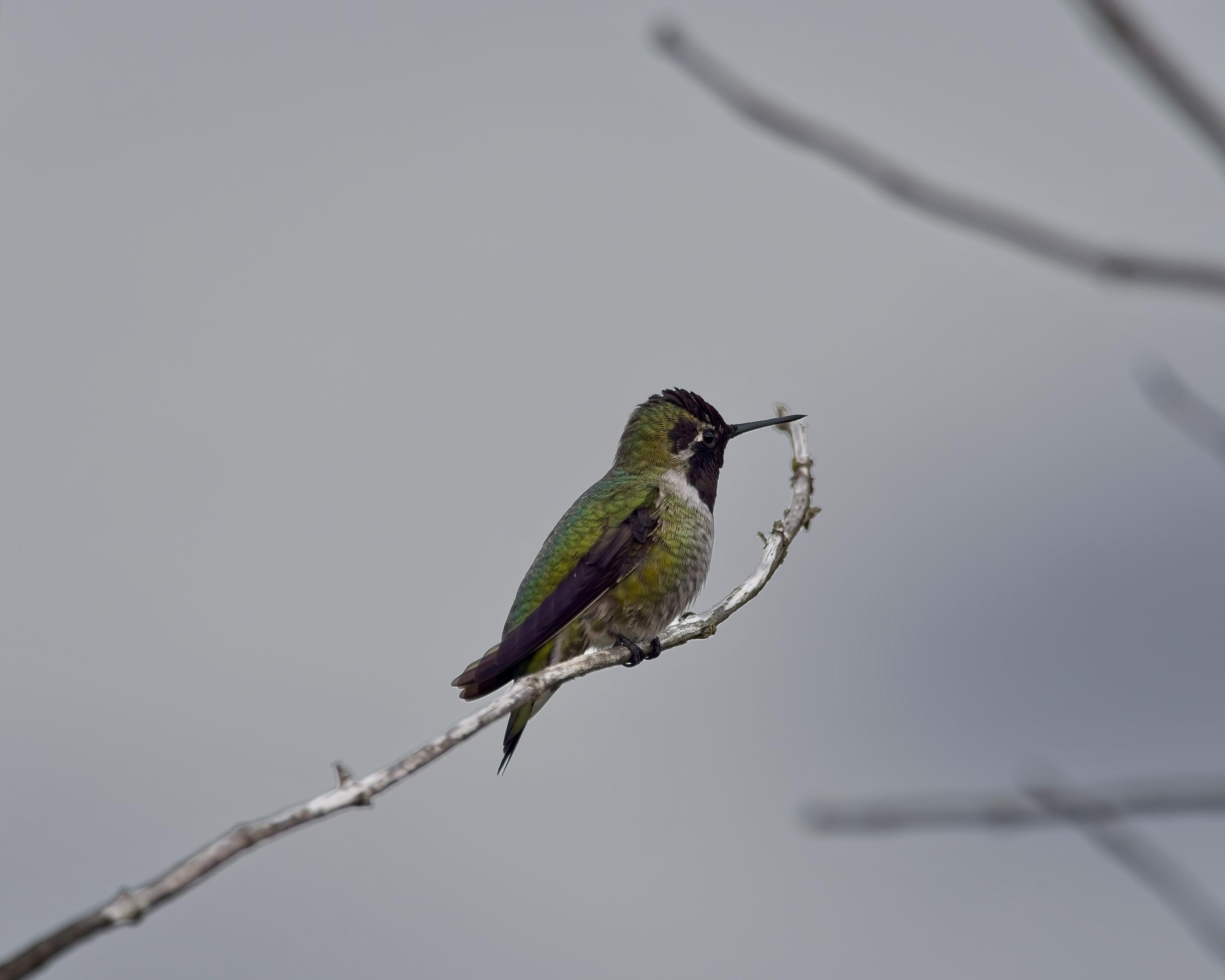 AN Annas Hummingbird gives a little side eye from it's perch against a grey sky