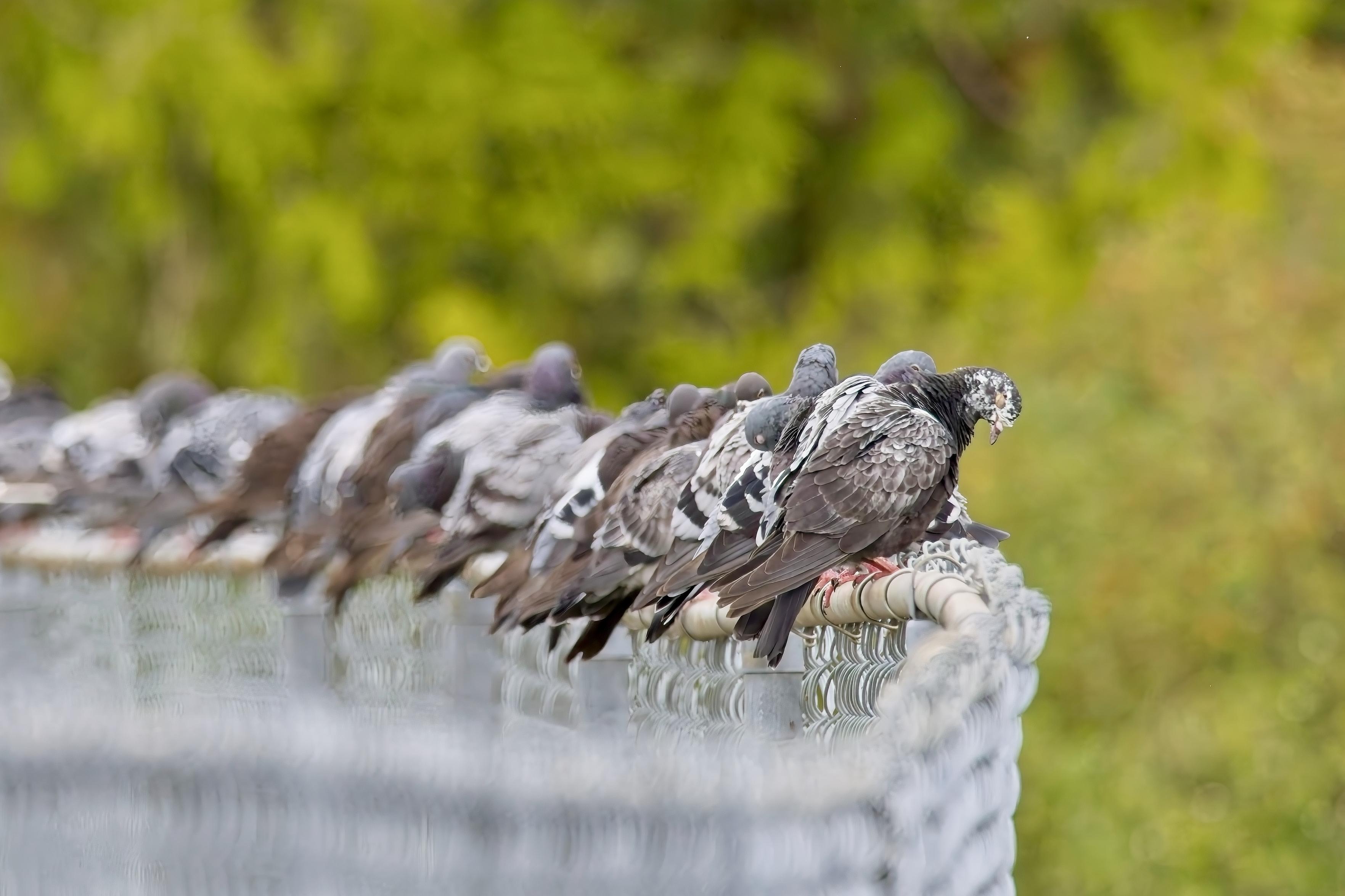 A long row of pigeons atop a low fence