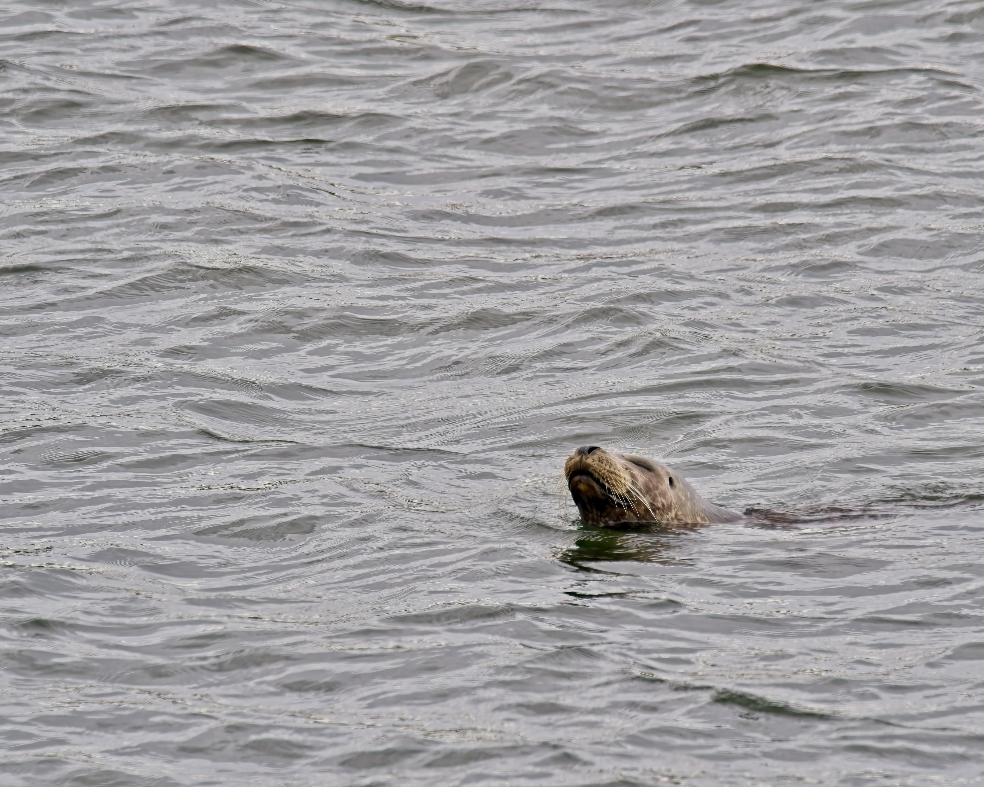 A seal pokes it nose up for a moment before returning to fishing. There should be a lot more in the coming weeks as the salmon run