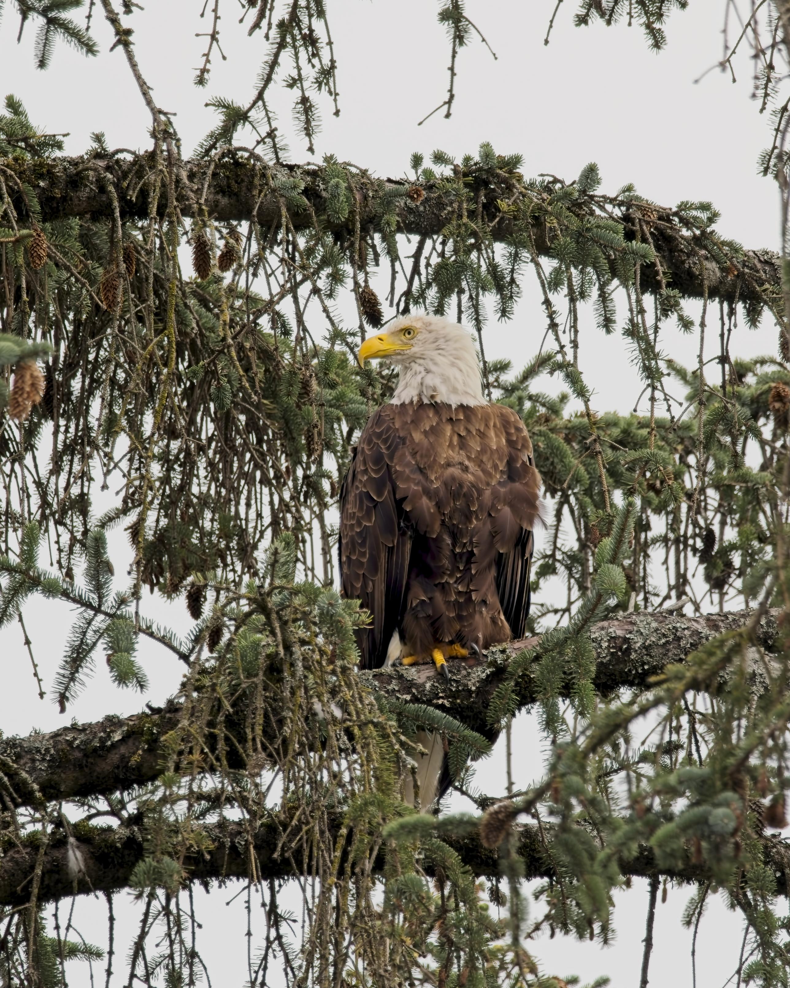 A mature Bald Eagle gives a sharp side profile pose from high in a fir tree